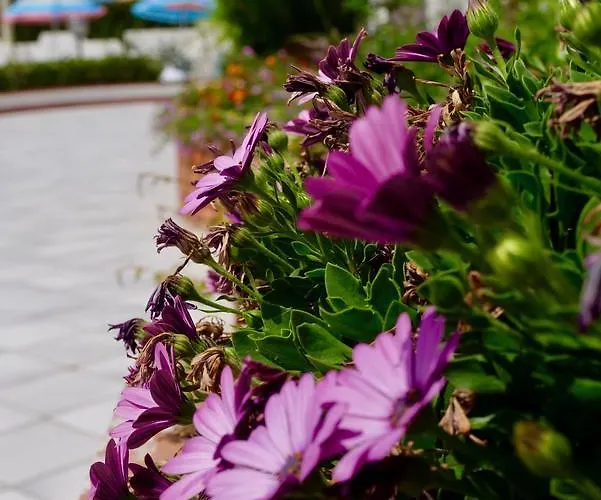 Elite Frühstückspension 3*