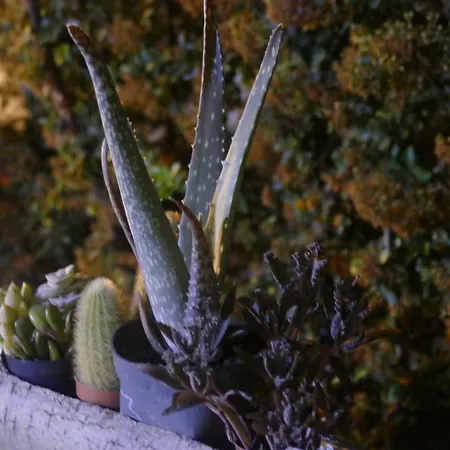 Elite 아그리젠토